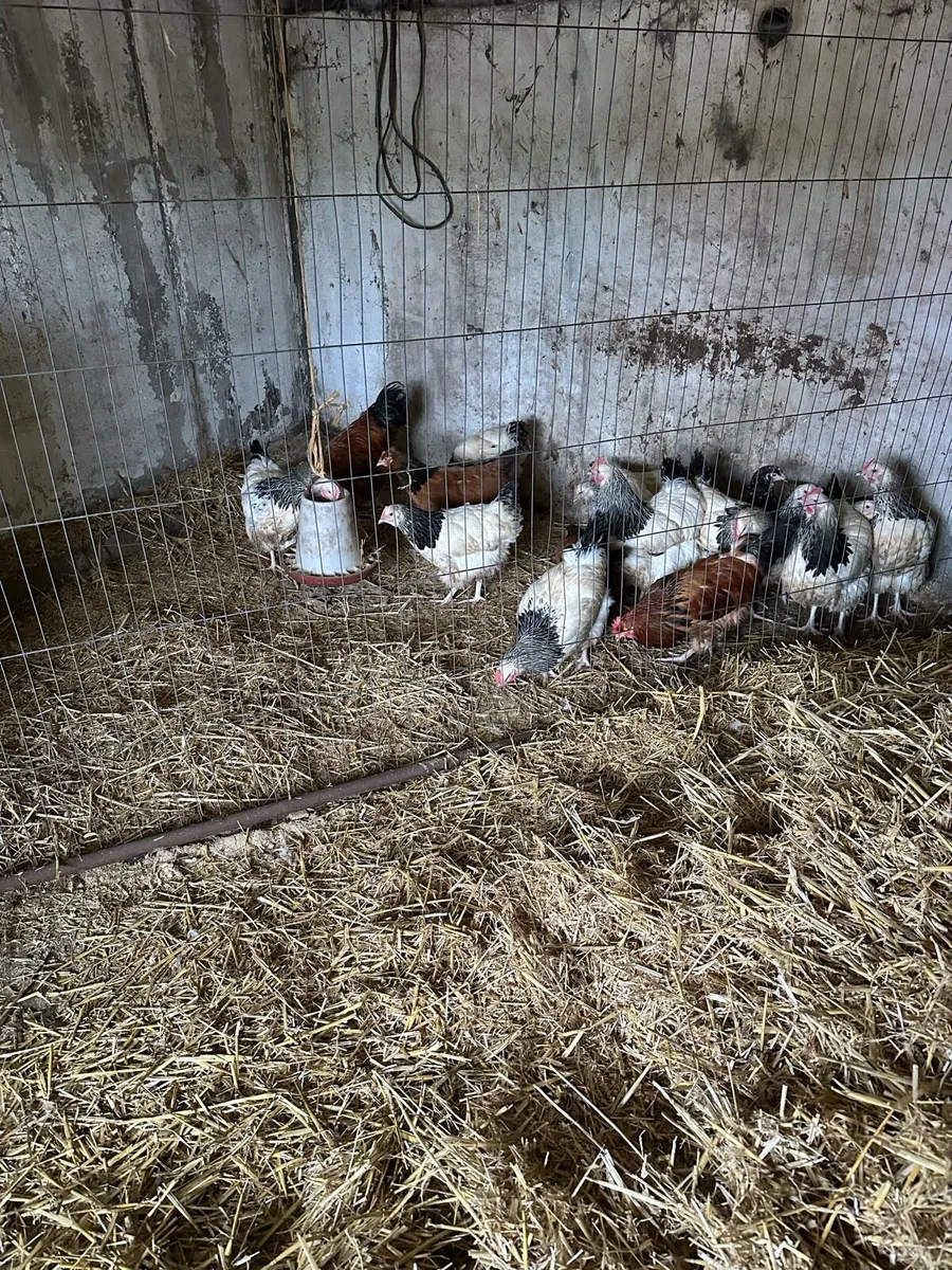 LF Sussex Pullets and Roosters - Image 1