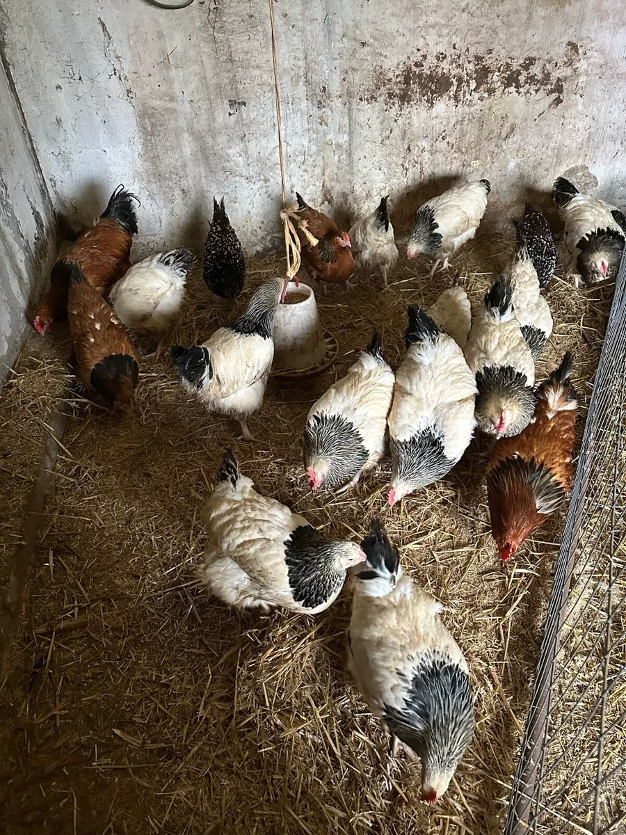 LF Sussex Pullets and Roosters - Image 2