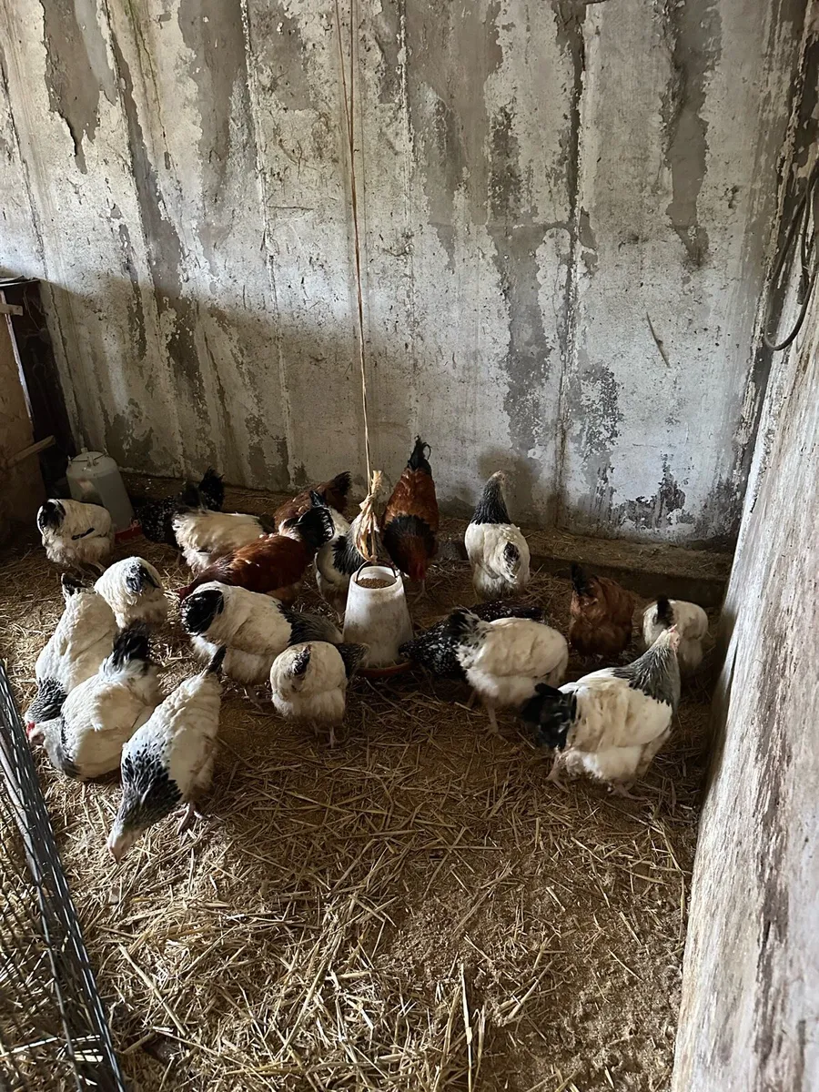 LF Sussex Pullets and Roosters - Image 4
