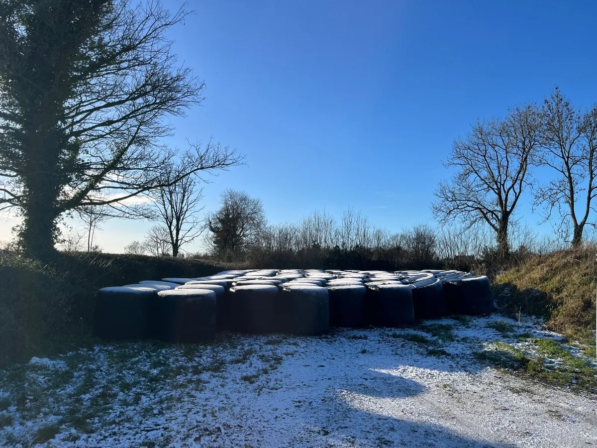 80 Round Bales of silage