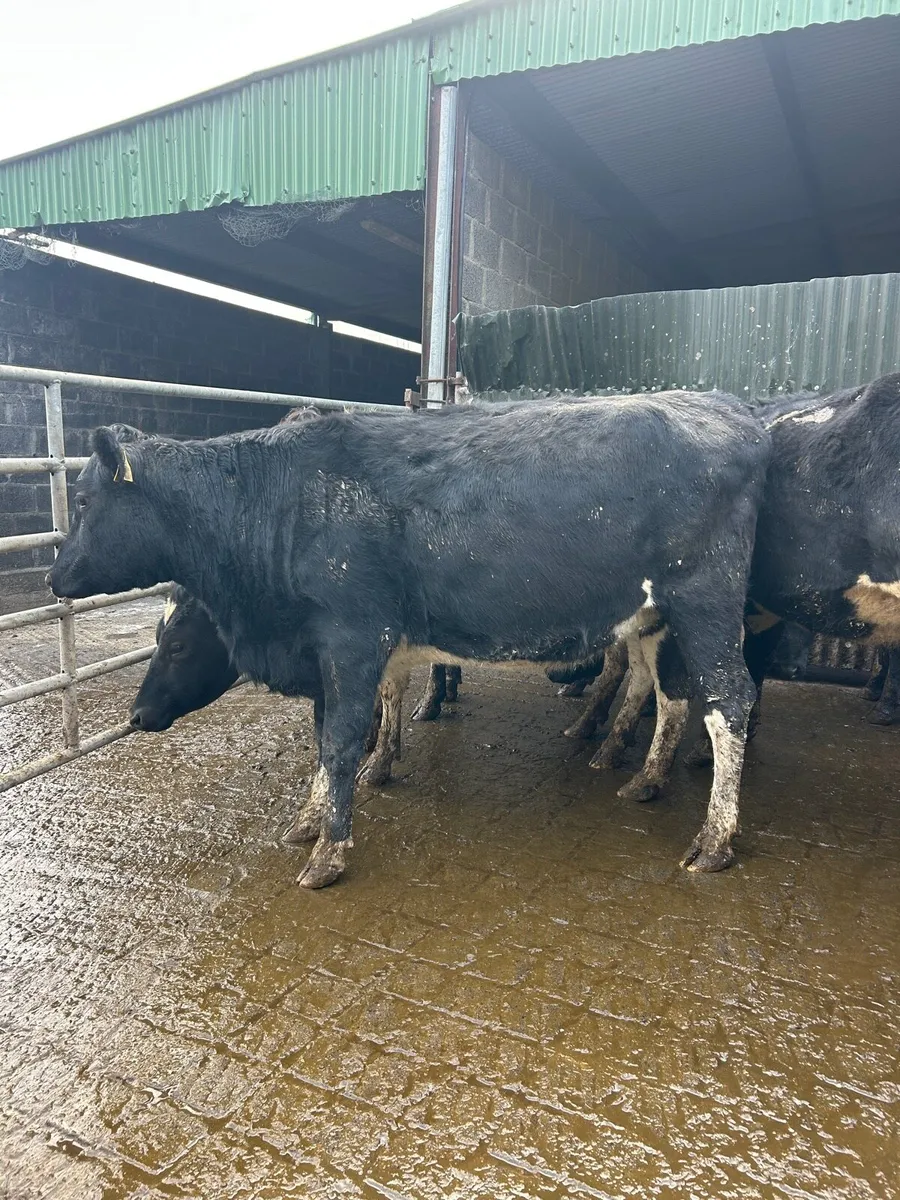 Incalf Heifers - Image 3