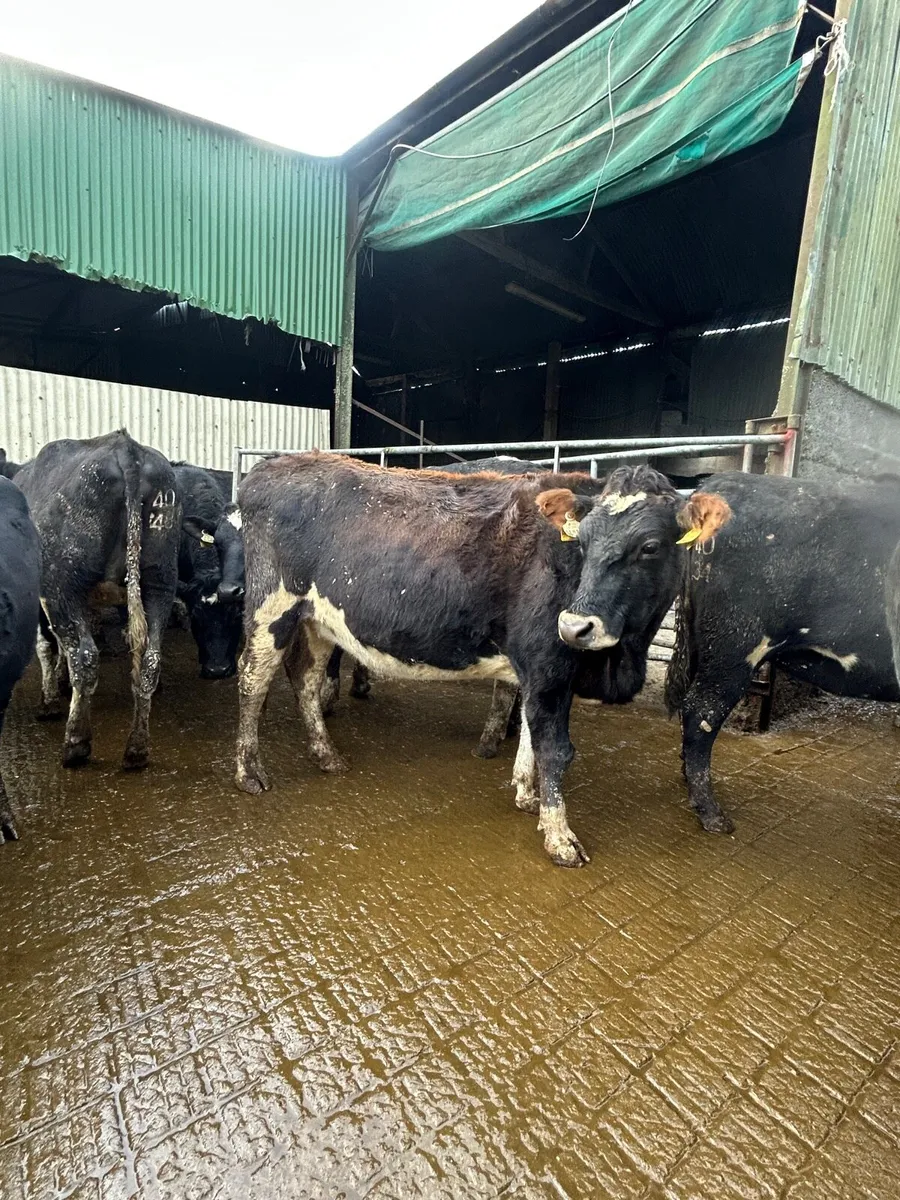 Incalf Heifers - Image 4