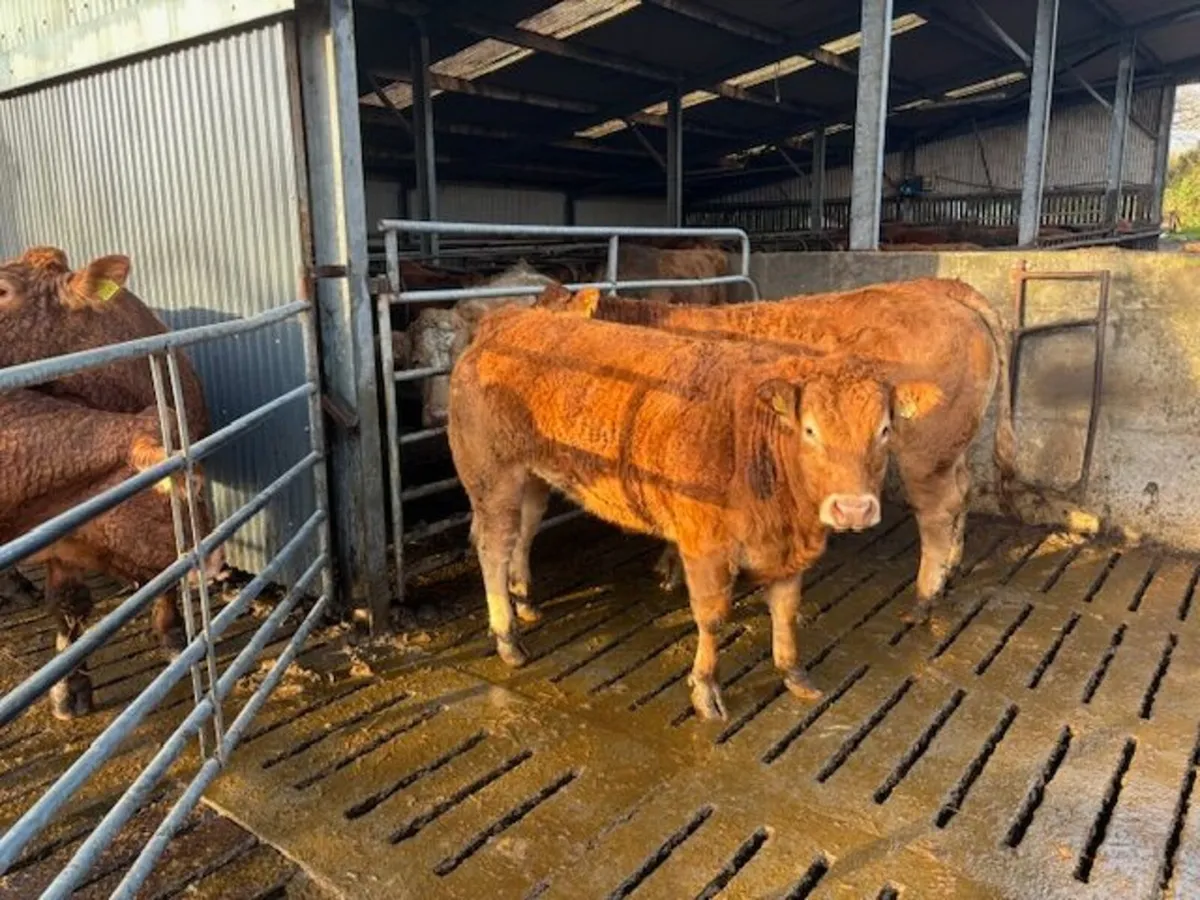 Pedigree Limousin Heifers - Image 3