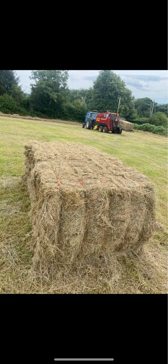 Hay square bales - Image 2