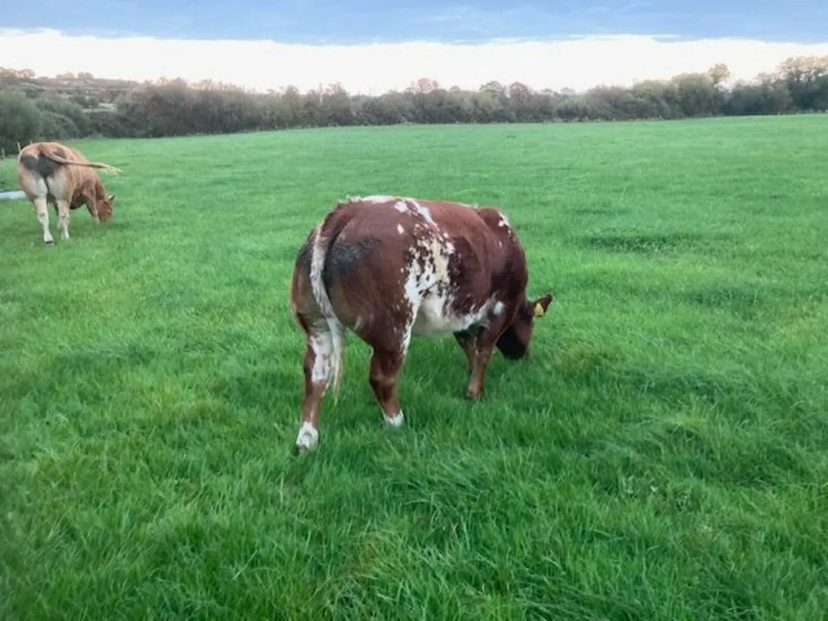 Belgian blue heifer - Image 1
