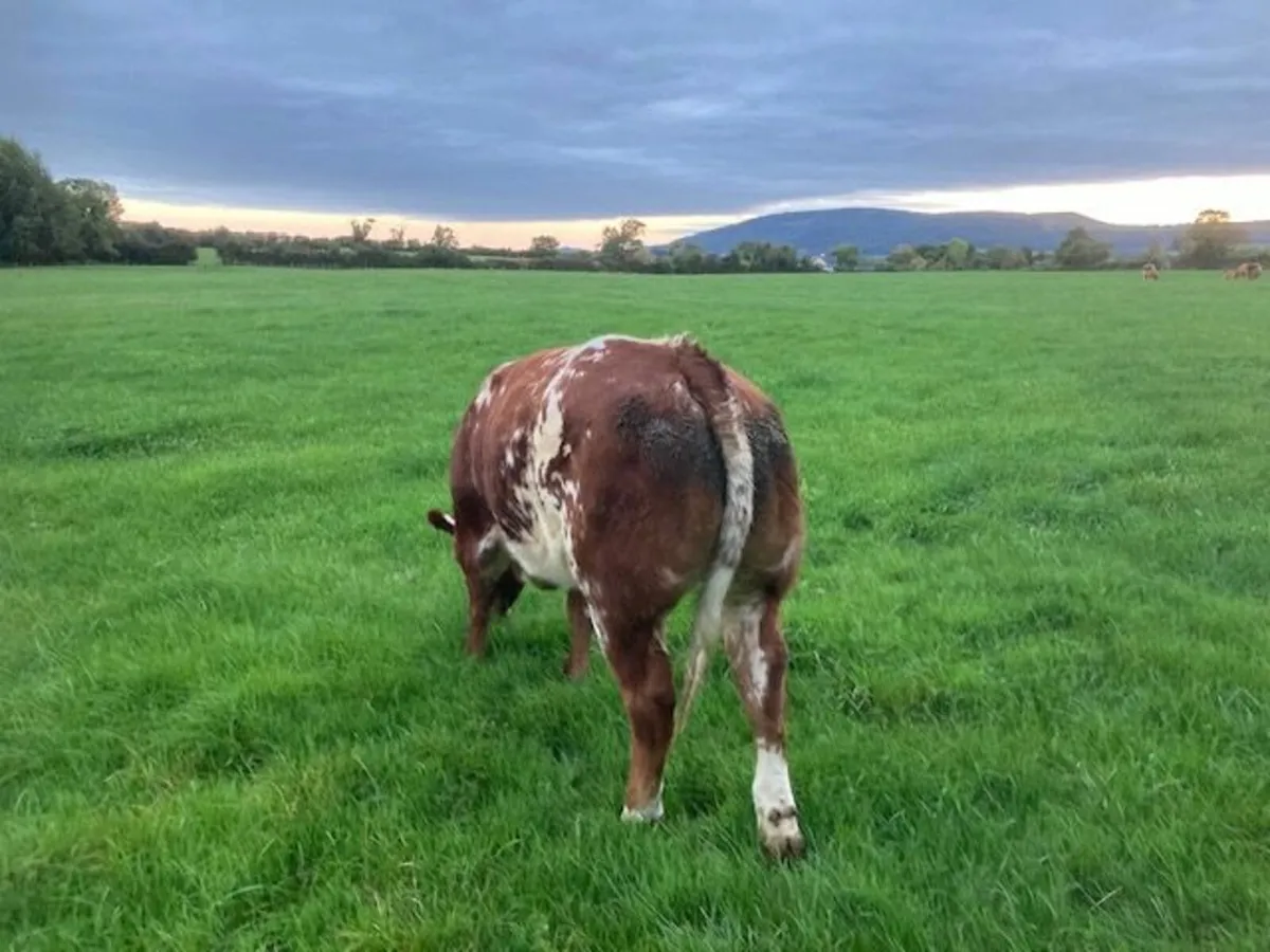 Belgian blue heifer - Image 2