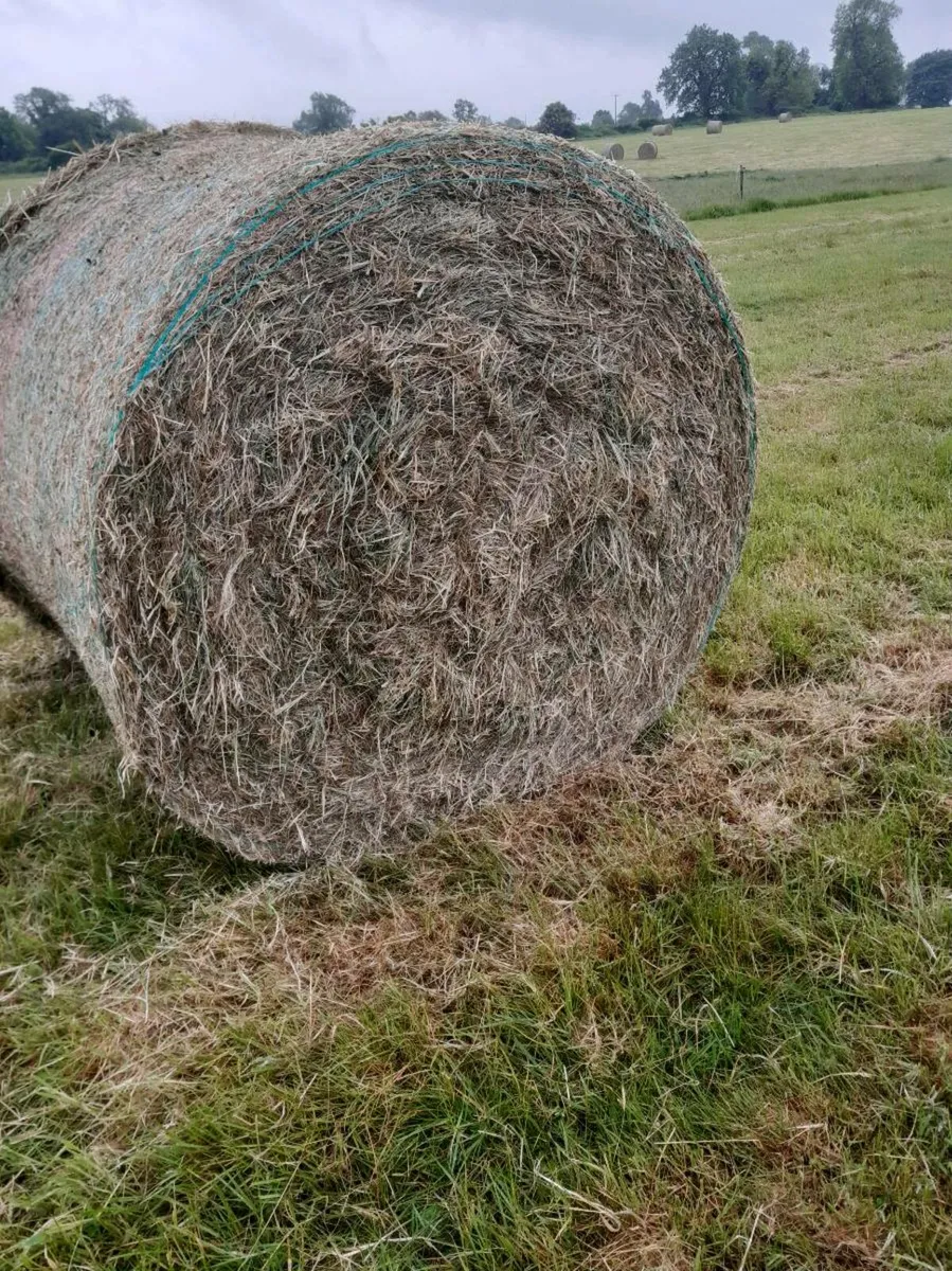 Hay and Straw For Sale - Image 2