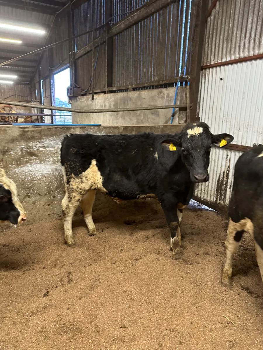 British Friesian bulls - Image 3