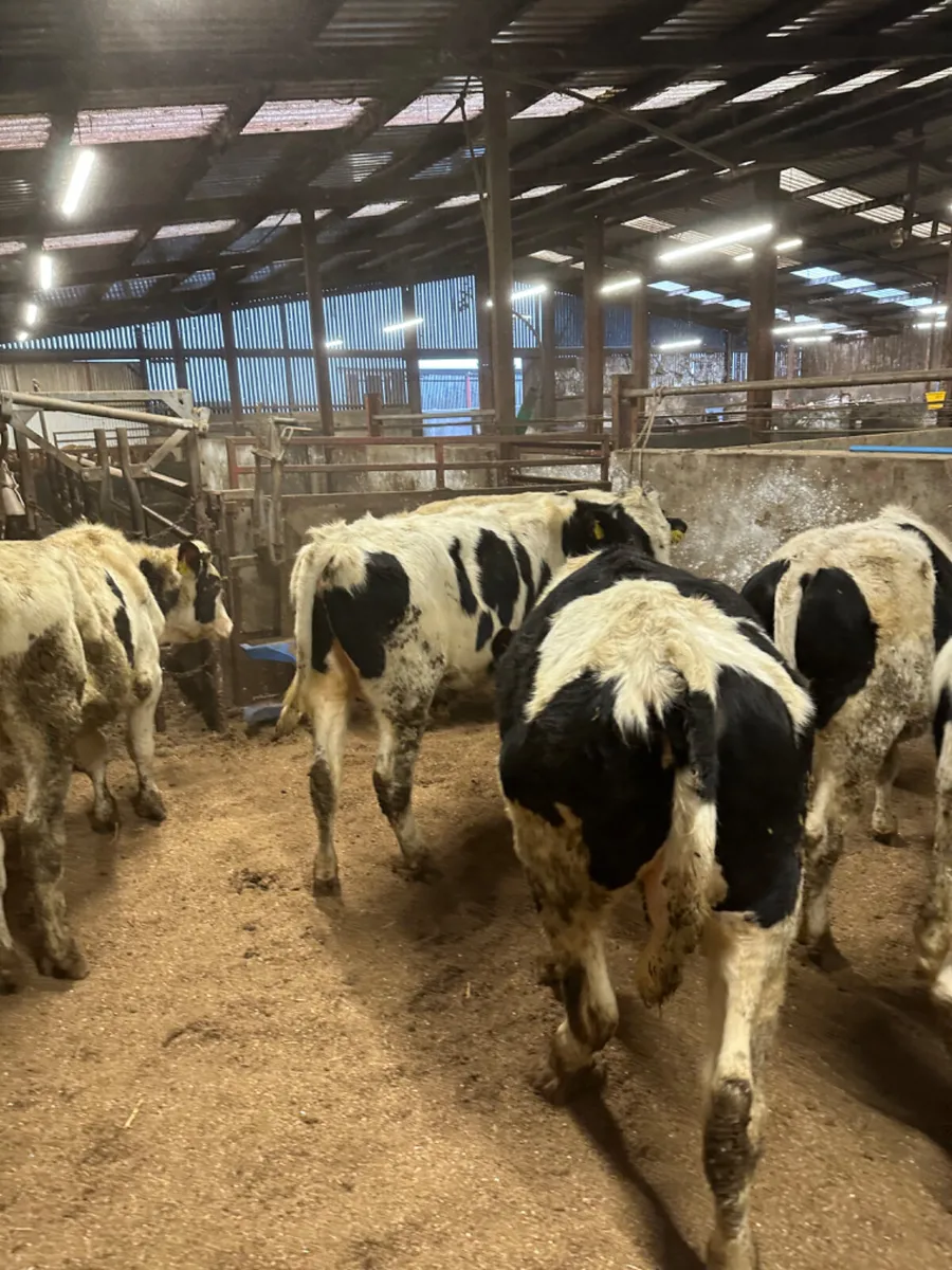 British Friesian bulls - Image 2