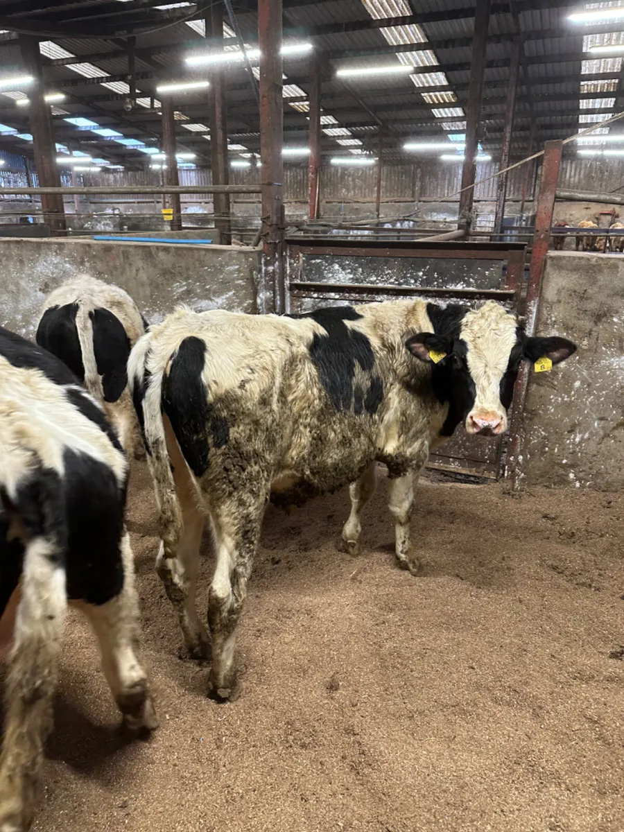 British Friesian bulls - Image 4