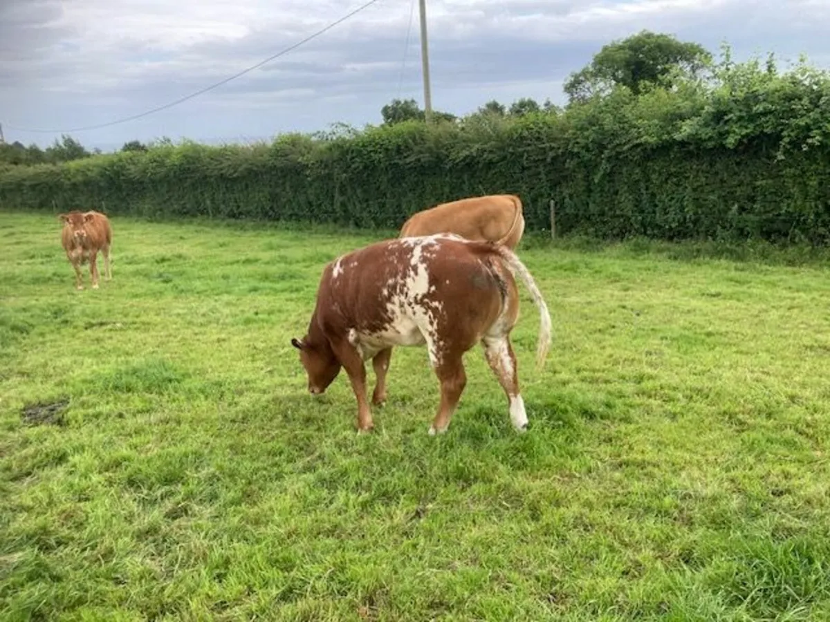Belgian blue heifer - Image 3