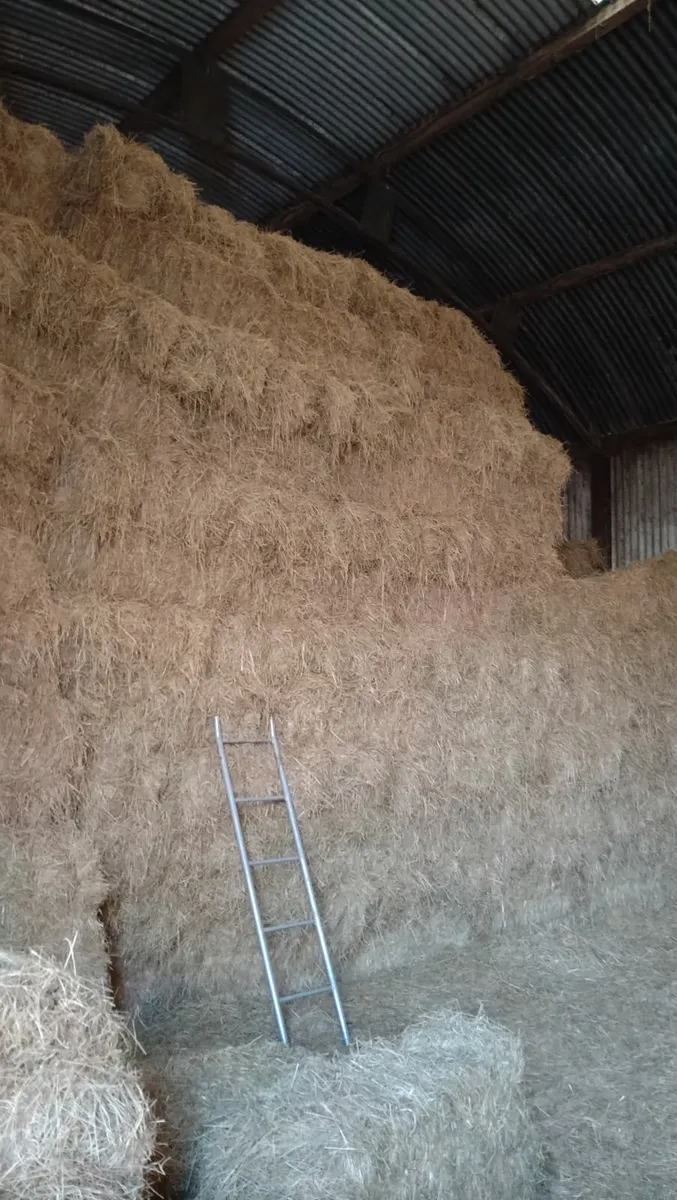 Good quality hay - Image 1
