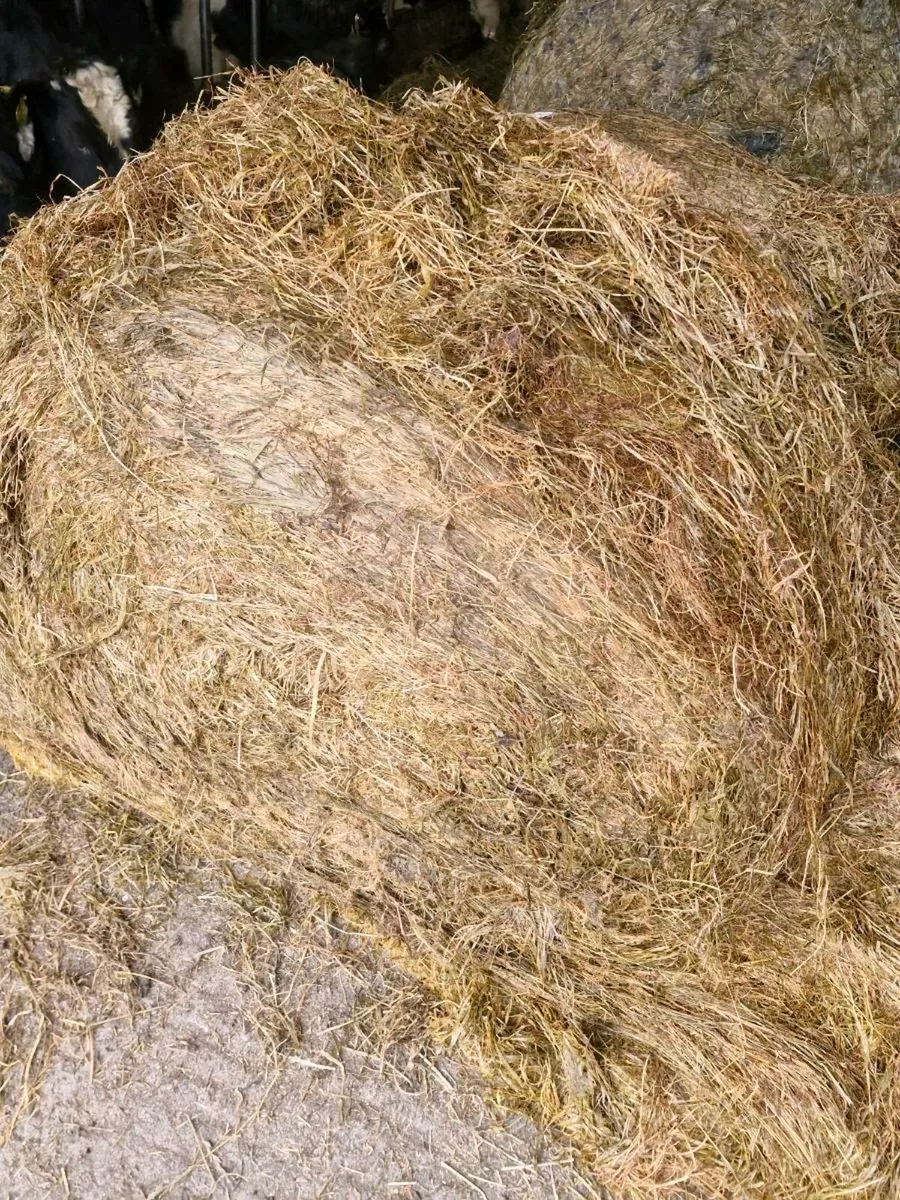 Silage - Image 3
