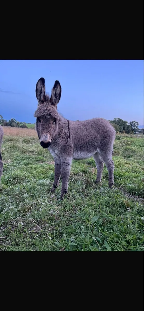 Donkey jack foal - Image 1