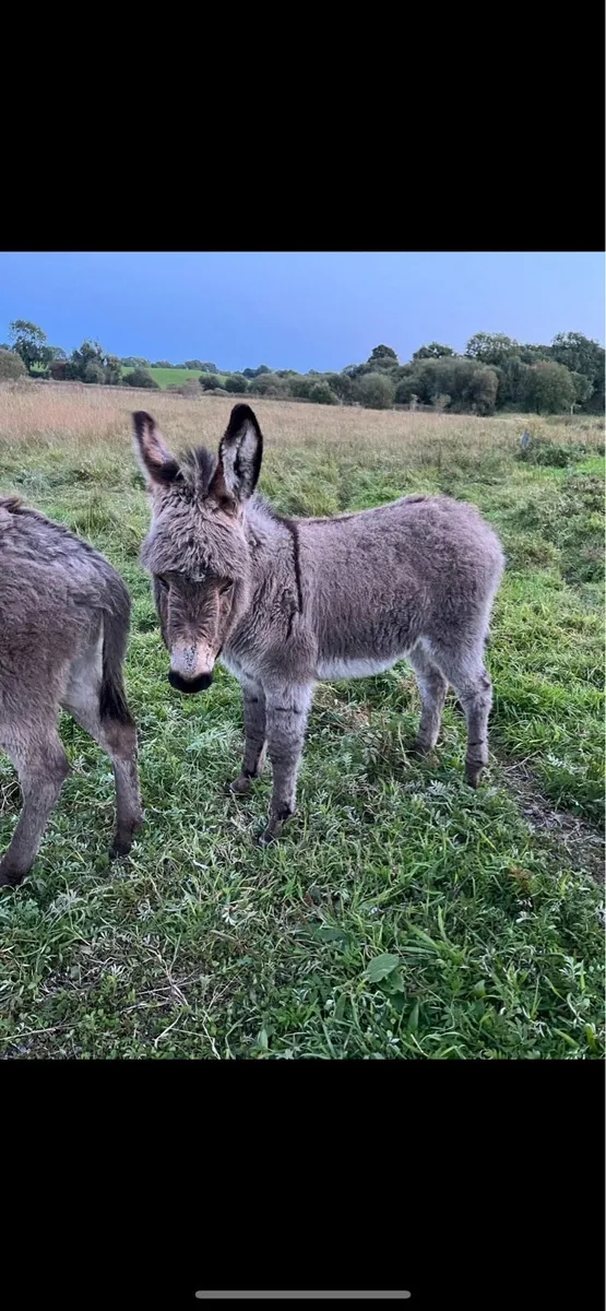 Donkey jack foal - Image 2