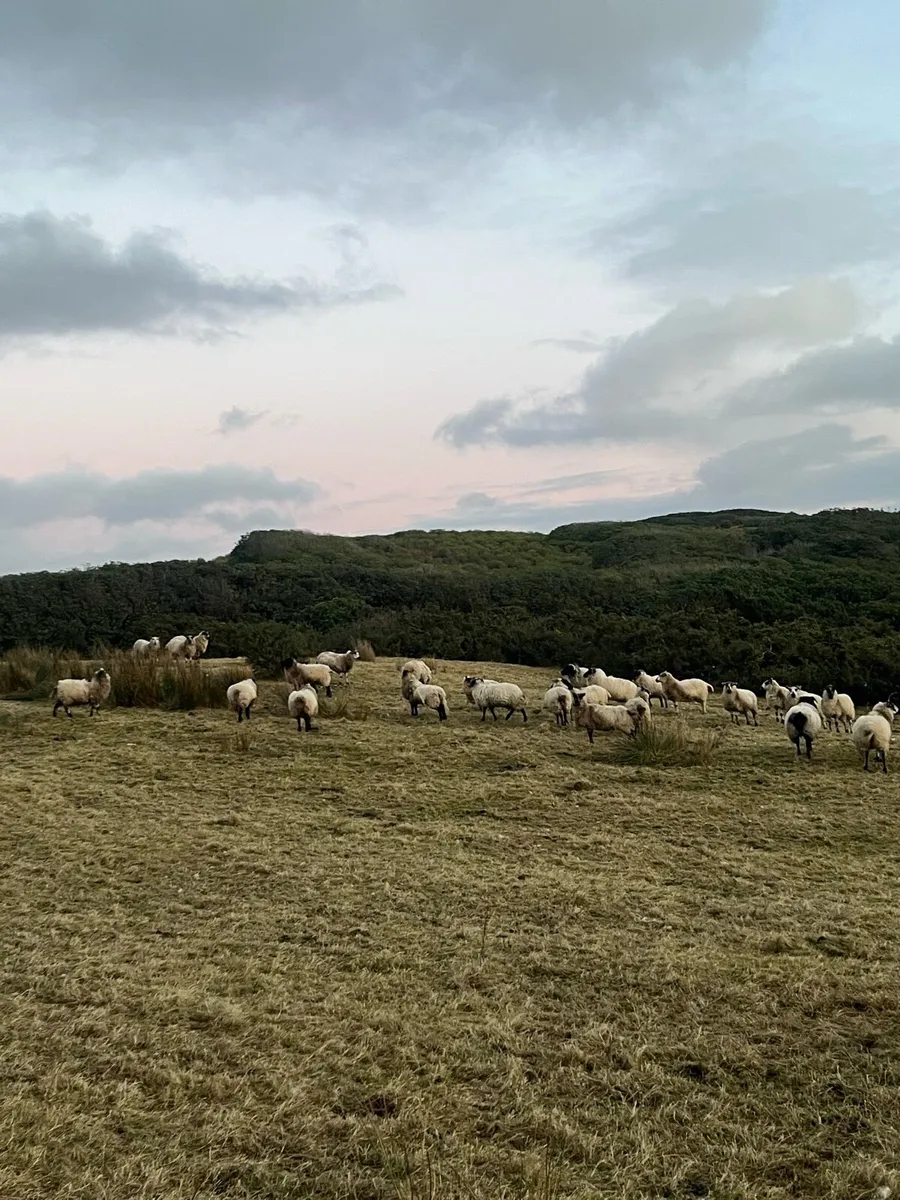 Ewes - Image 1
