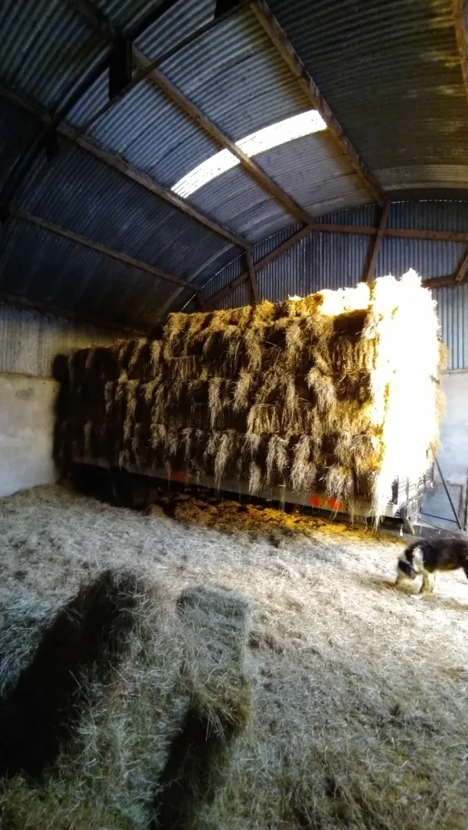 Good quality hay - Image 4