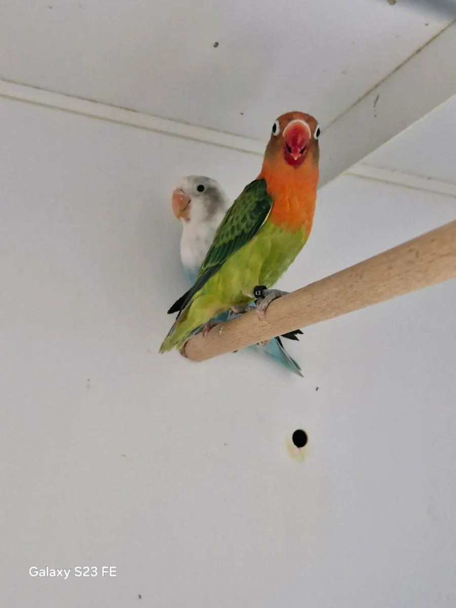 Fischer love birds.collard doves.racing pigeons - Image 2