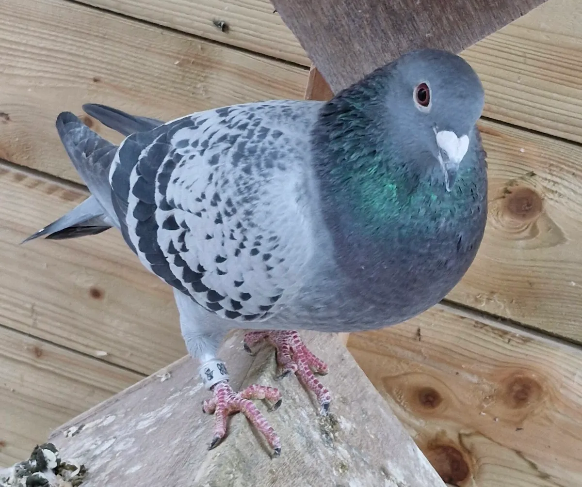 Fischer love birds.collard doves.racing pigeons - Image 3