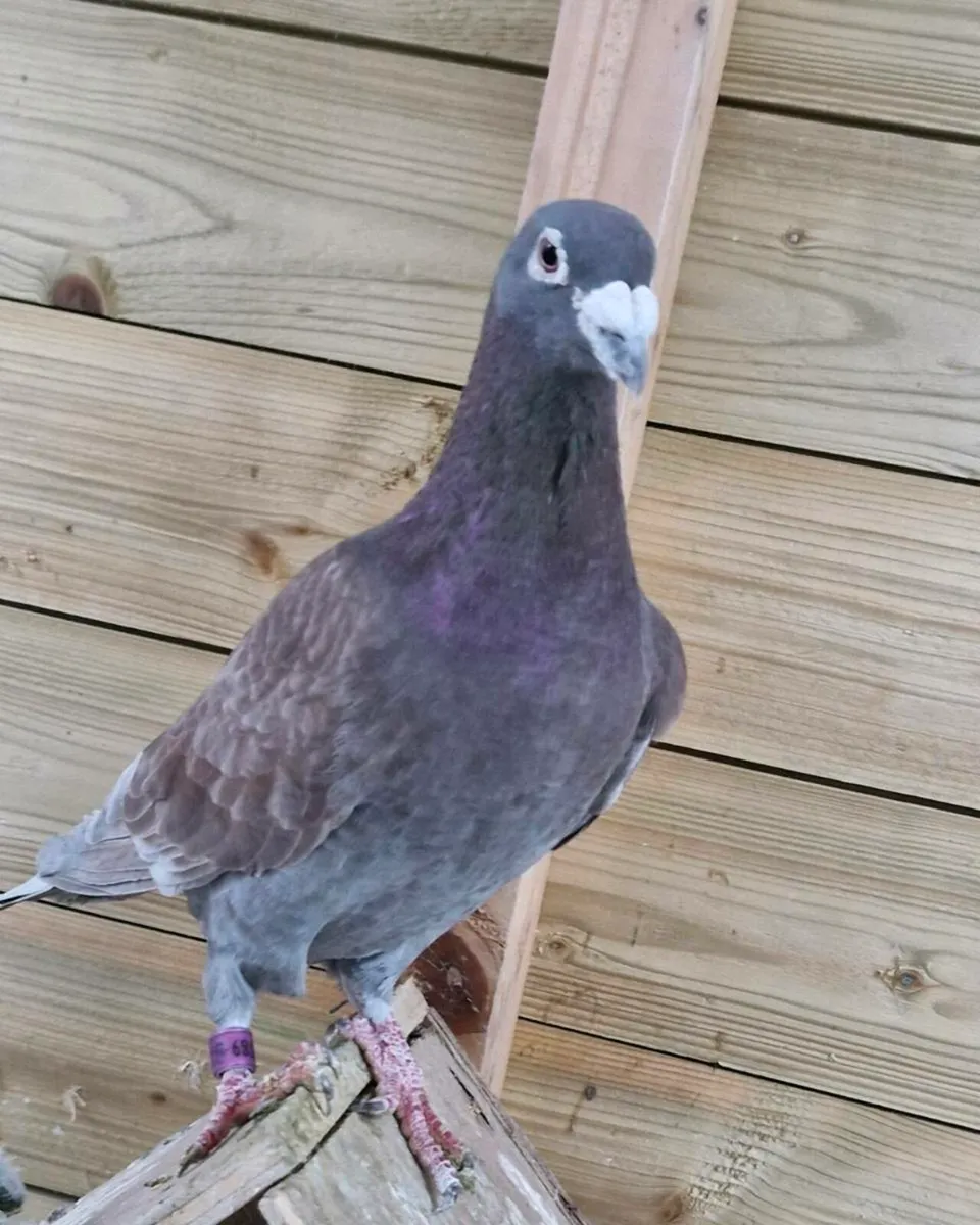 Fischer love birds.collard doves.racing pigeons - Image 4