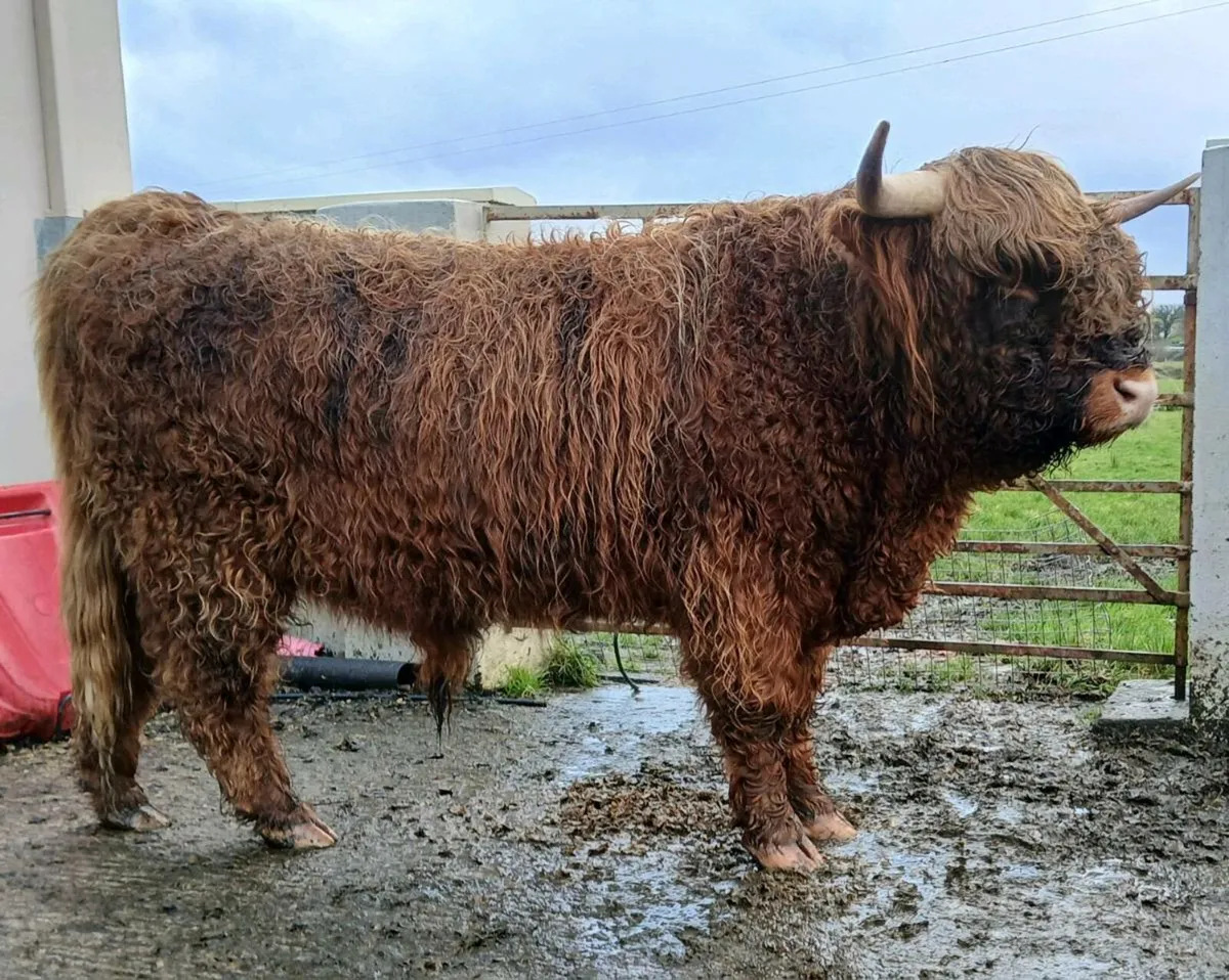Highland Bull - Image 2