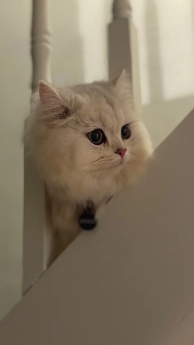 British Long Hair Kitten - Image 2