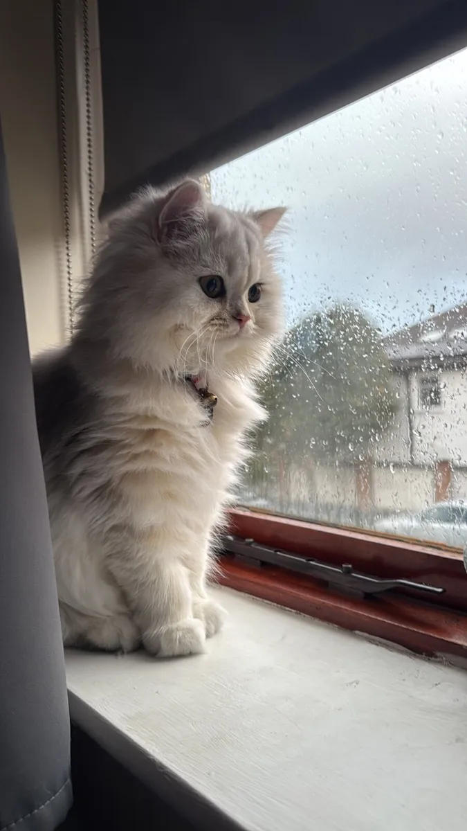 British Long Hair Kitten - Image 4