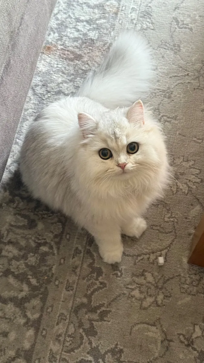 British Long Hair Kitten - Image 1