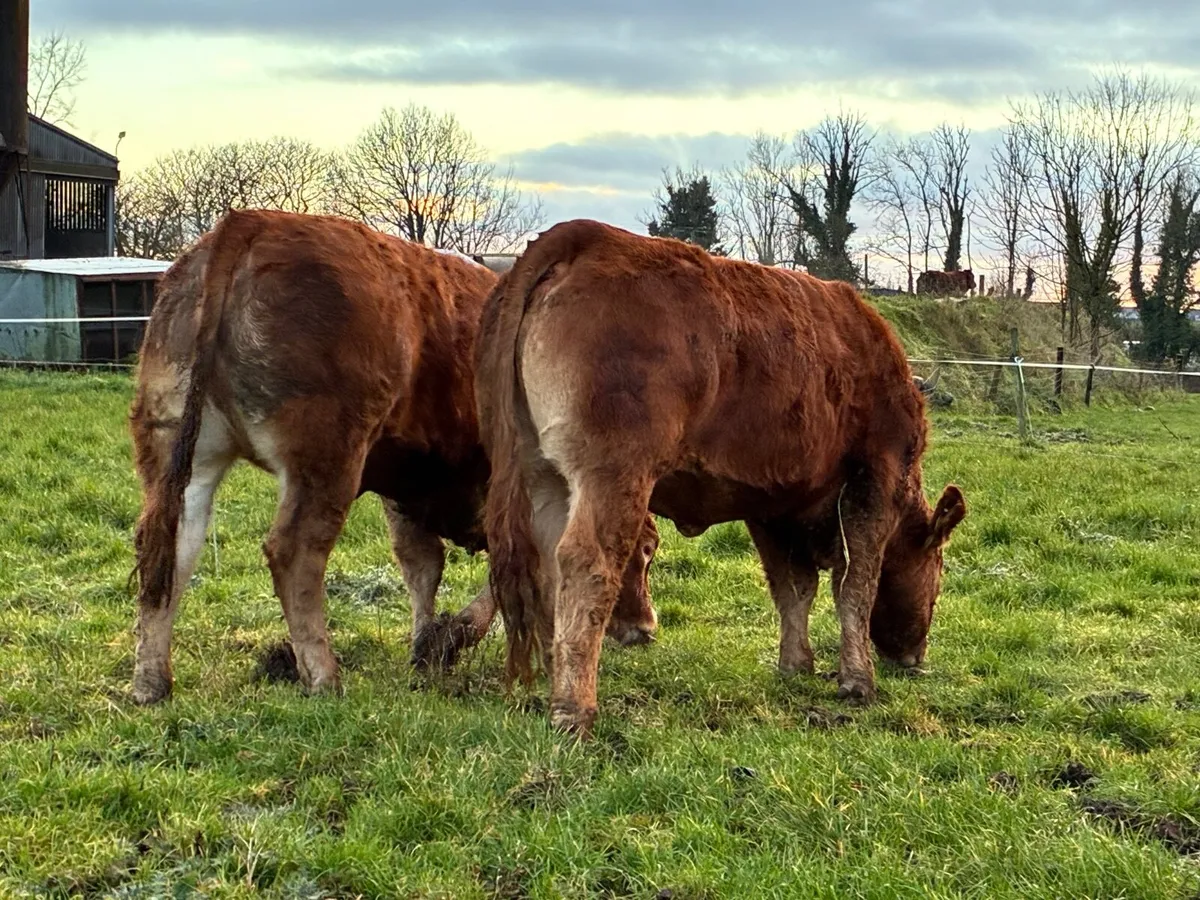 Two Pedigree Limousin Heifers - Image 4