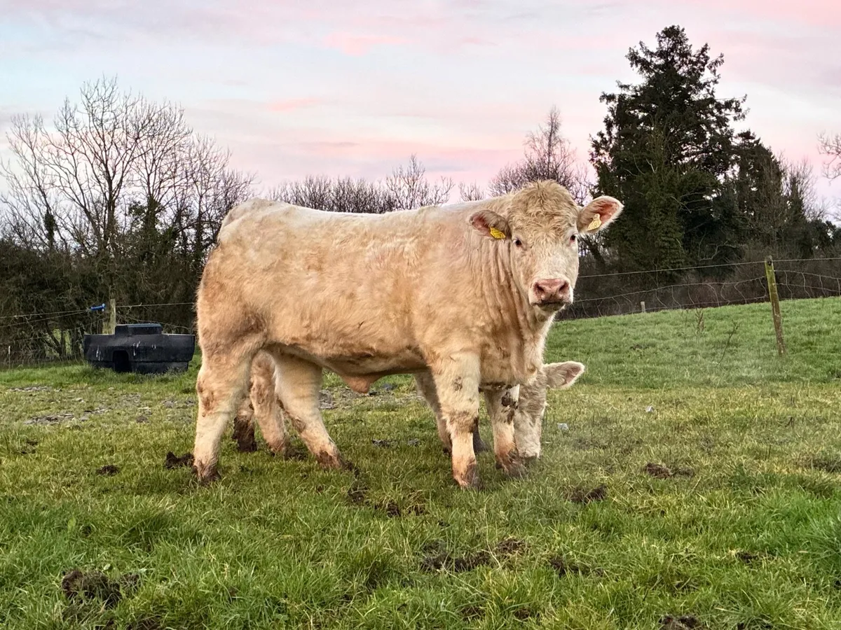 2 Pedigree Charolais Heifers - Image 4