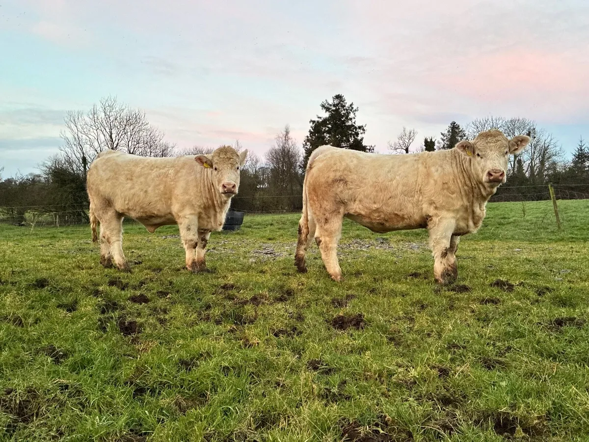2 Pedigree Charolais Heifers - Image 3