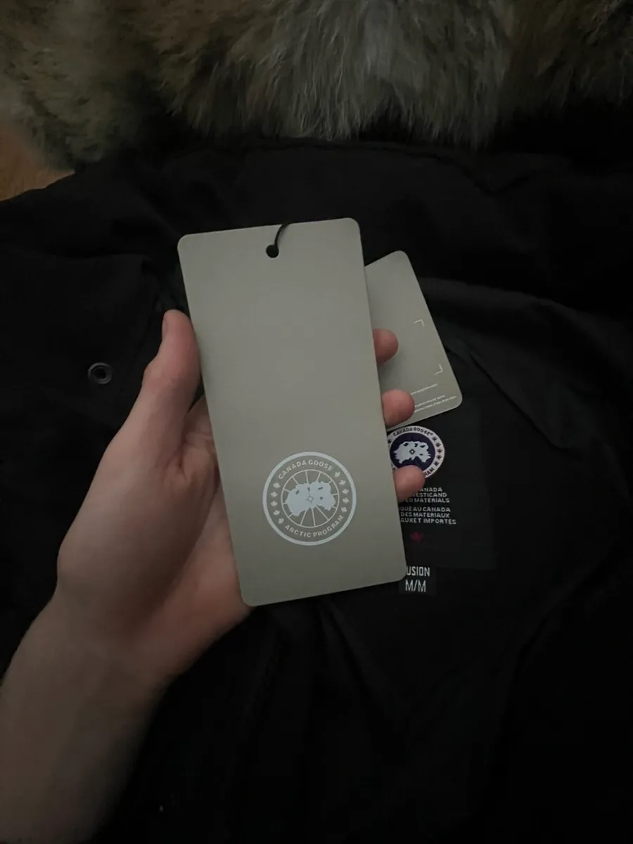 Canada goose - Image 2