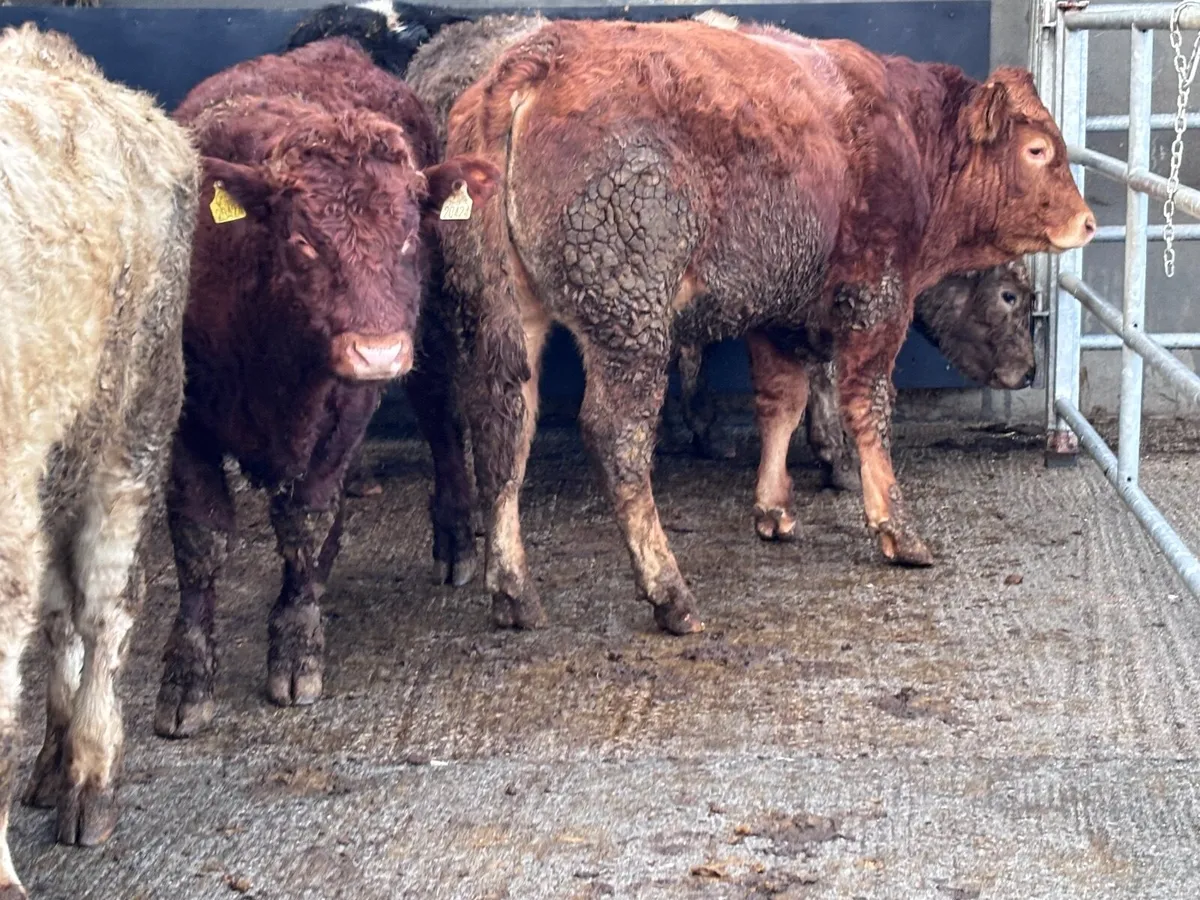 7 store bullocks for sale - Image 2