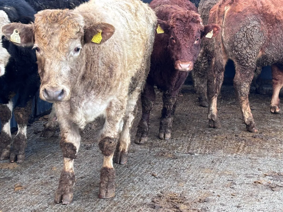 7 store bullocks for sale - Image 3