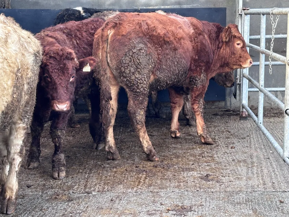 7 store bullocks for sale - Image 4