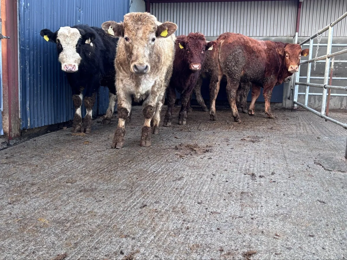 7 store bullocks for sale - Image 1