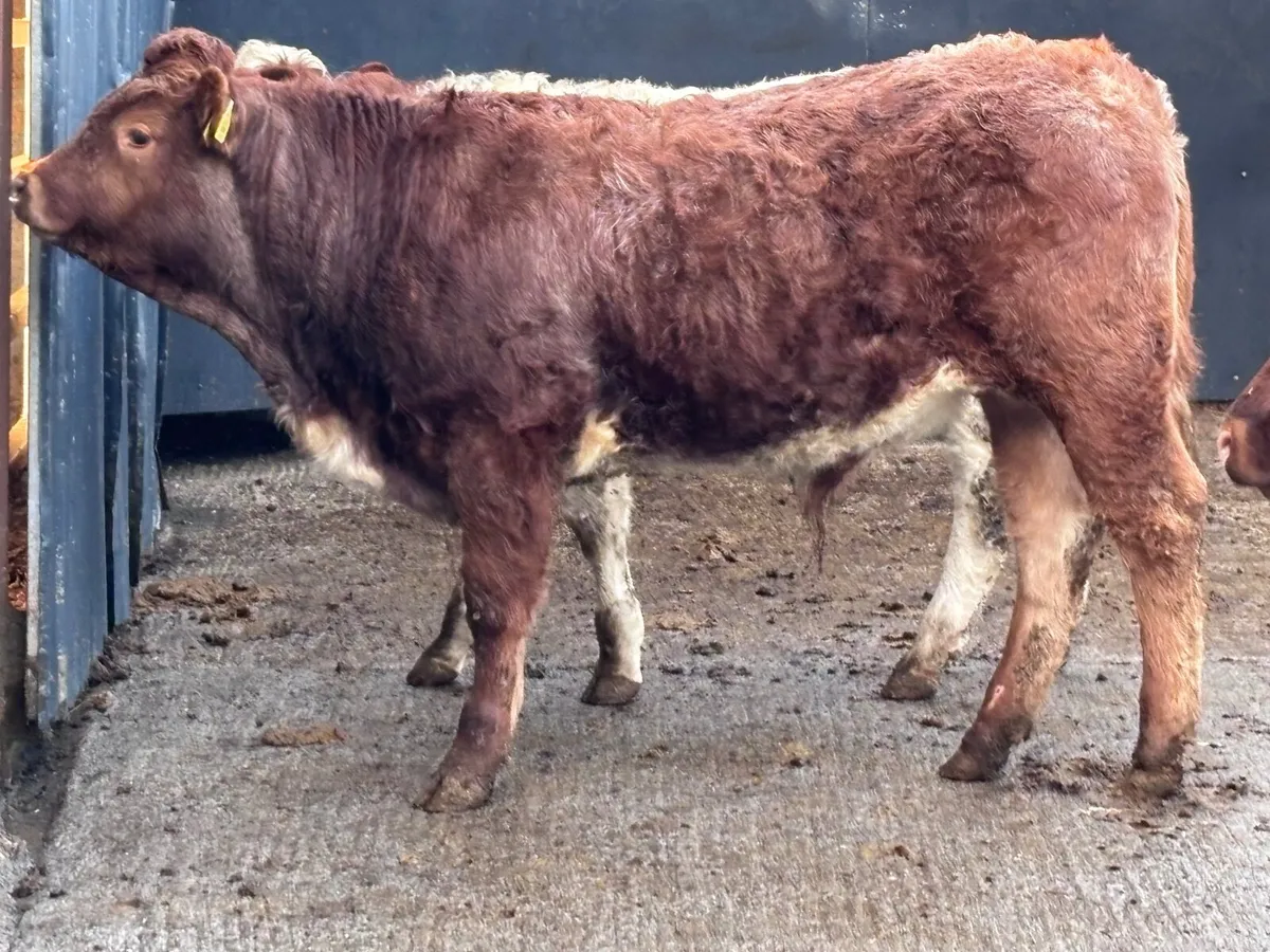 3 smashing continental bull Weanlings for sale - Image 2