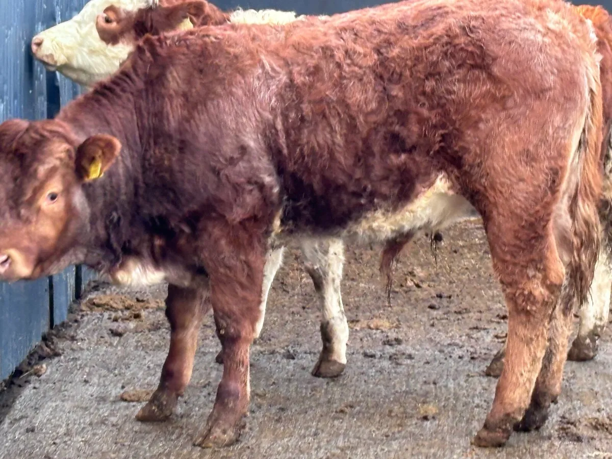 3 smashing continental bull Weanlings for sale - Image 3