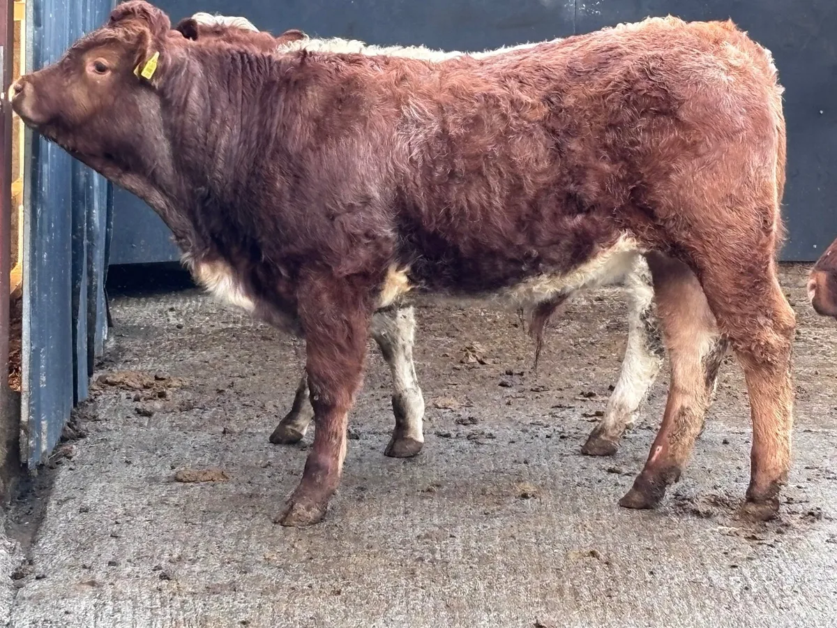 3 smashing continental bull Weanlings for sale - Image 4