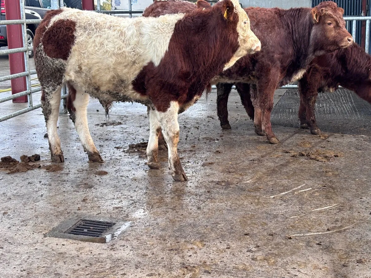 3 smashing continental bull Weanlings for sale - Image 1