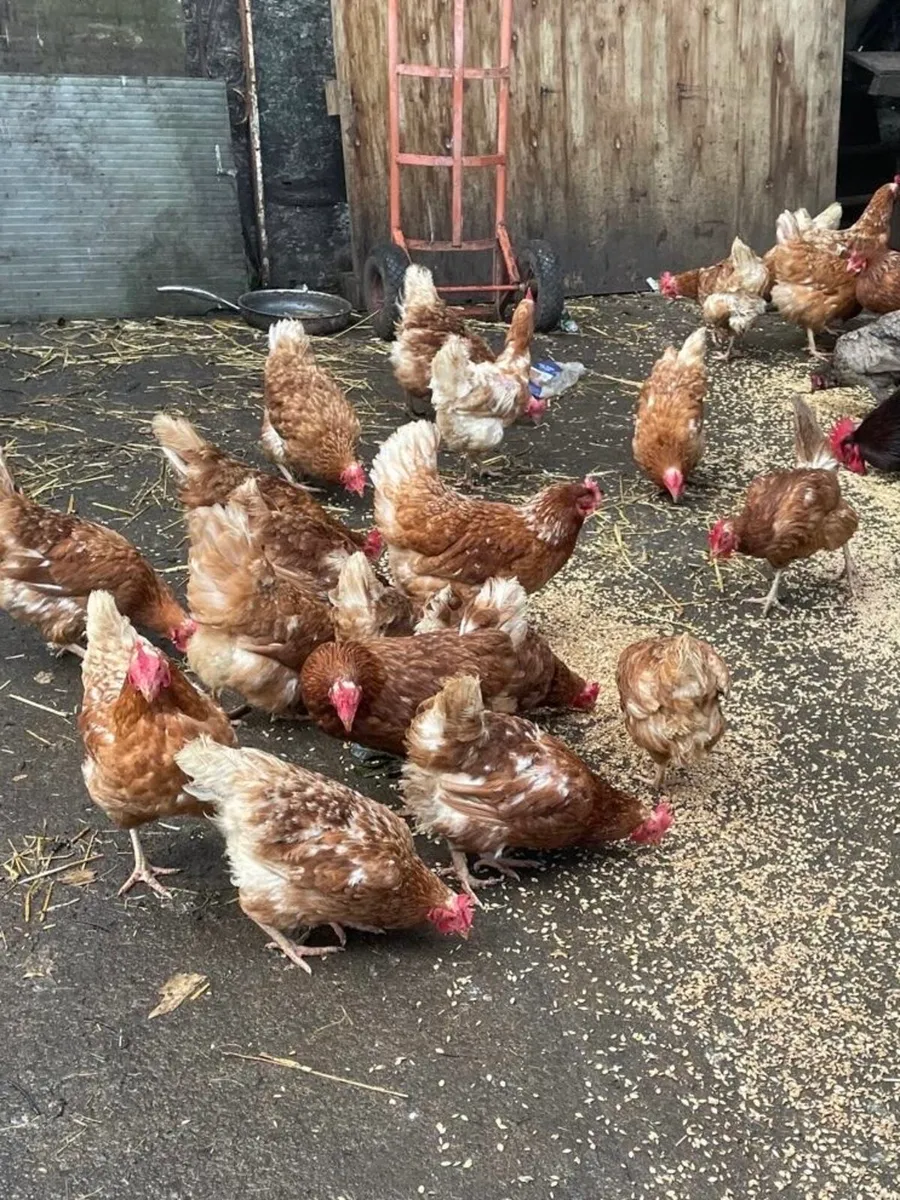 Chickens for Sale - Image 1