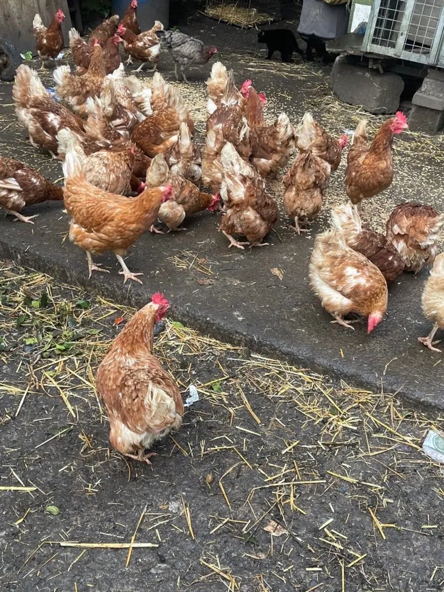 Chickens for Sale - Image 2