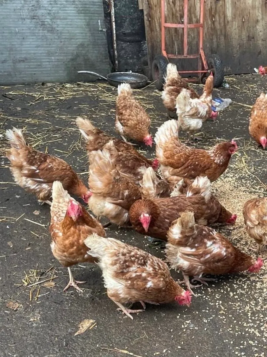 Chickens for Sale - Image 3