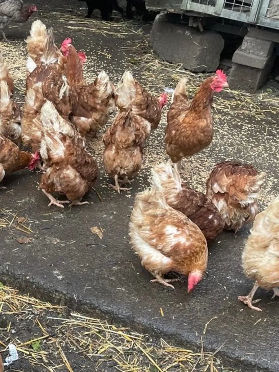 Chickens for Sale - Image 4