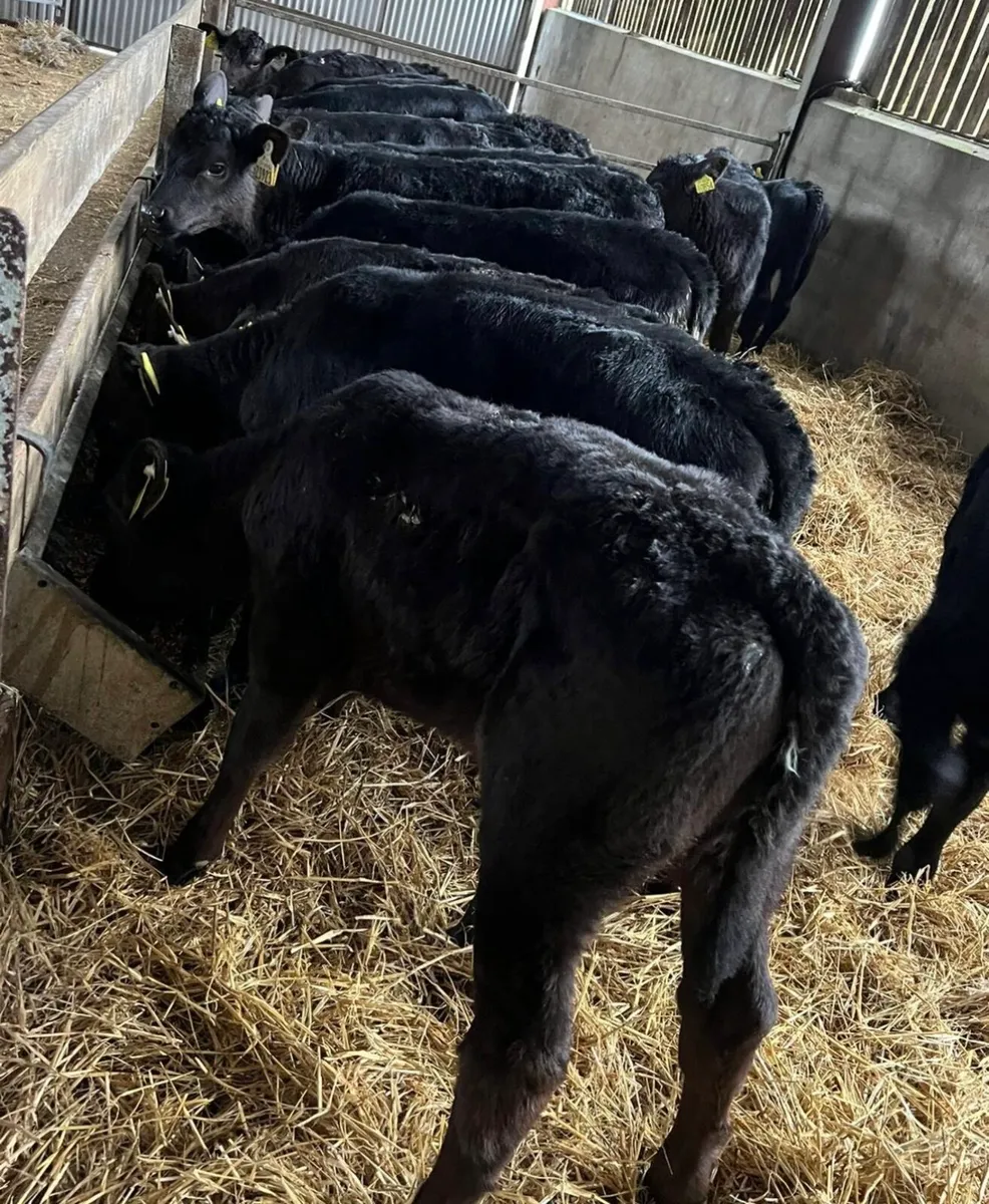25 Aberdeen Angus Heifers - Image 2