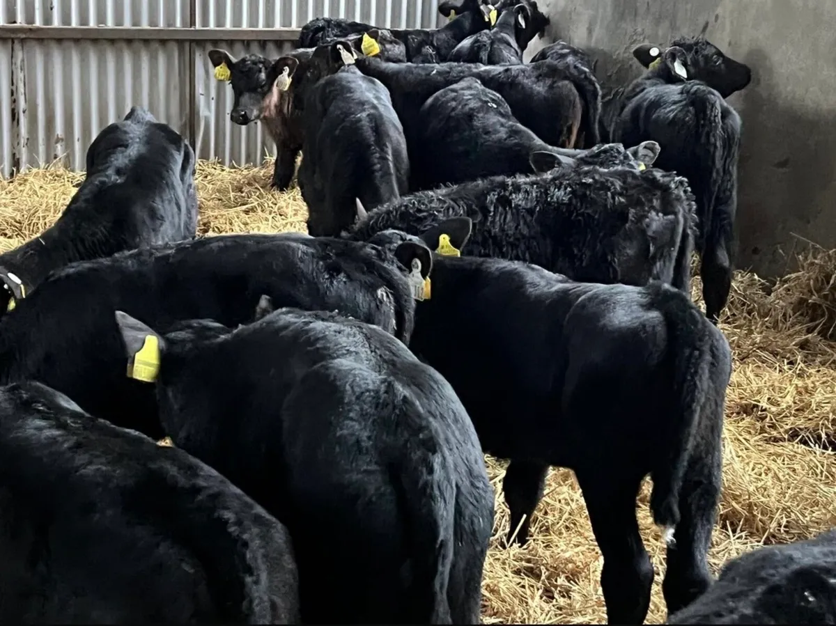 25 Aberdeen Angus Heifers - Image 4