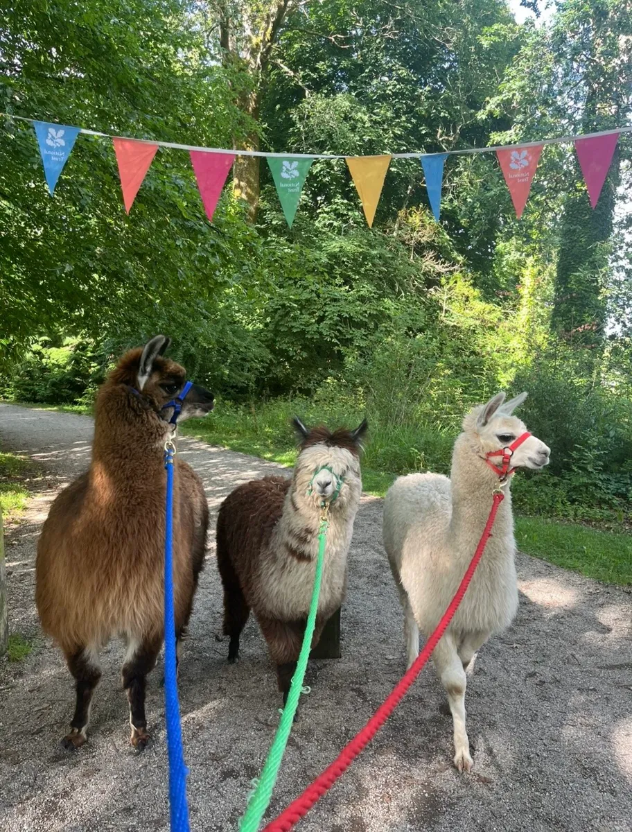 Alpacas for sale - Image 1