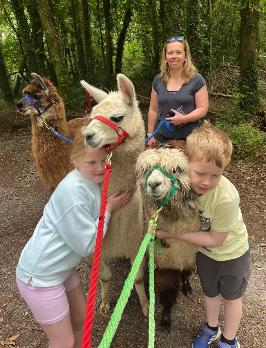 Alpacas for sale - Image 2