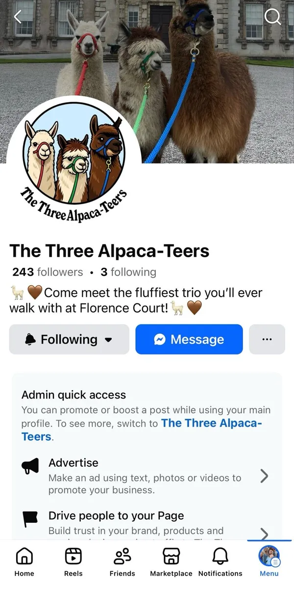 Alpacas for sale - Image 3