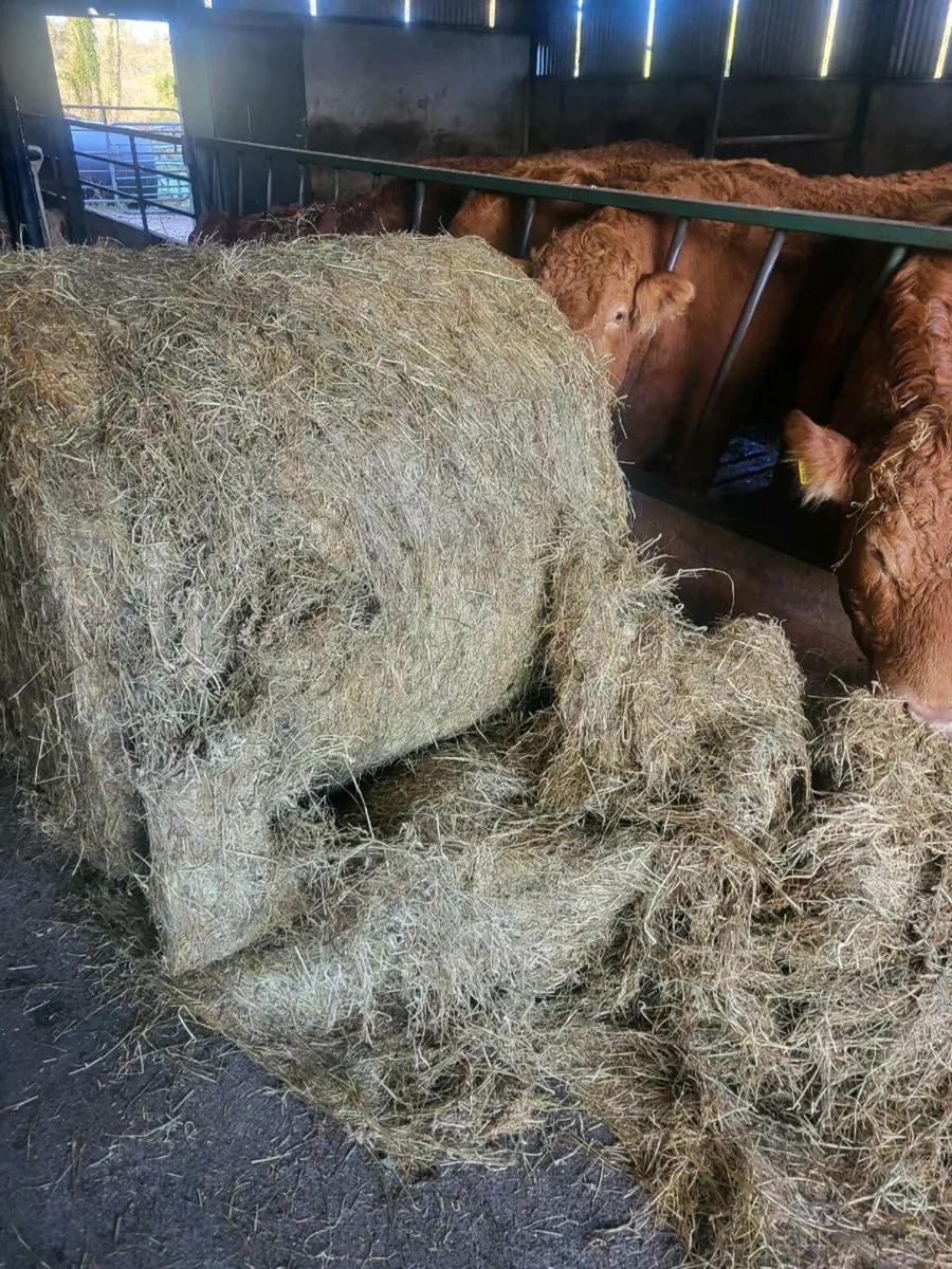 Haylage and square bales hay - Image 4